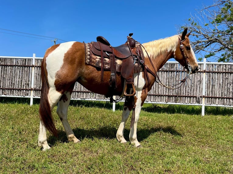 American Quarter Horse Castrone 8 Anni Tobiano-tutti i colori in Weatherford TX