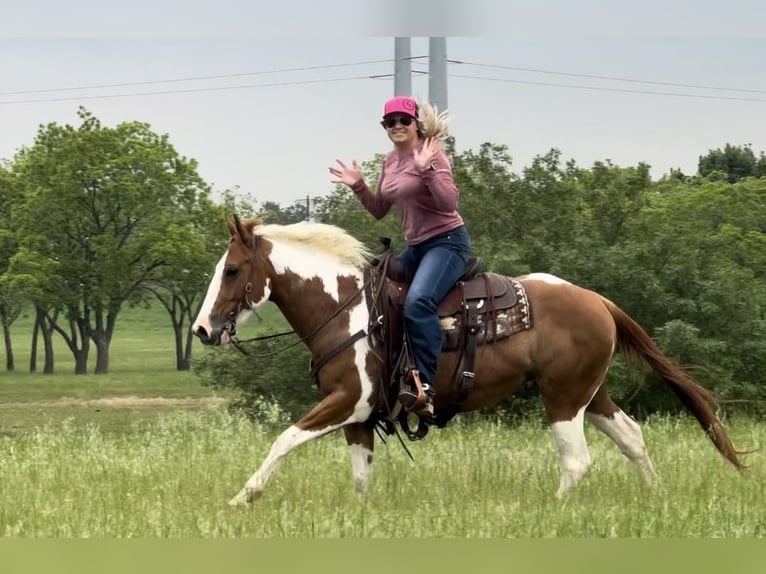 American Quarter Horse Castrone 8 Anni Tobiano-tutti i colori in Weatherford TX