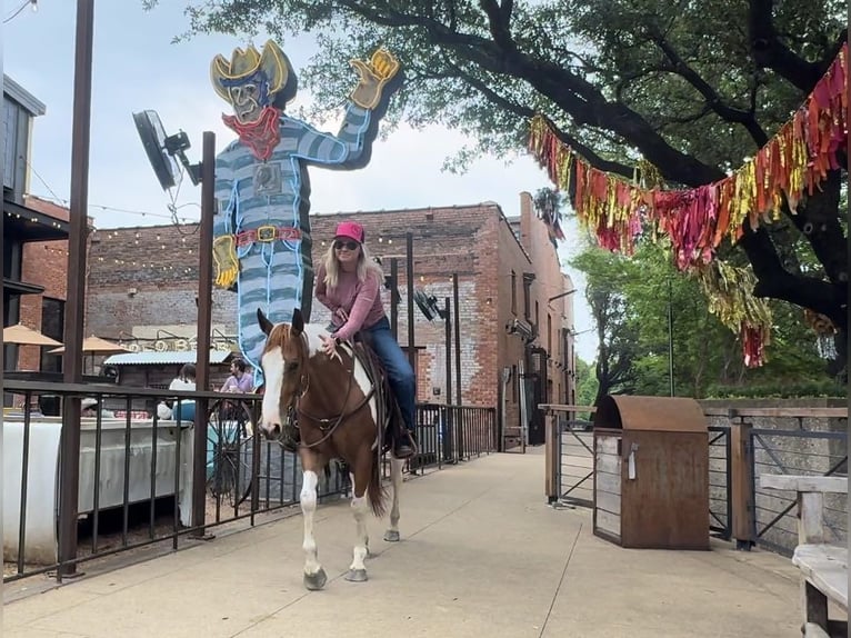 American Quarter Horse Castrone 8 Anni Tobiano-tutti i colori in Weatherford TX