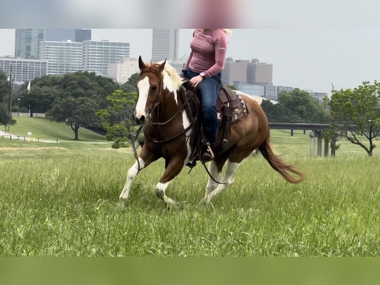 American Quarter Horse Castrone 8 Anni Tobiano-tutti i colori in Weatherford TX