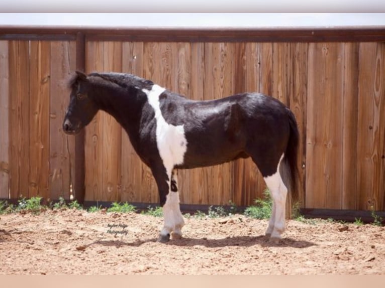 American Quarter Horse Castrone 9 Anni 102 cm Tobiano-tutti i colori in Amarillo TX