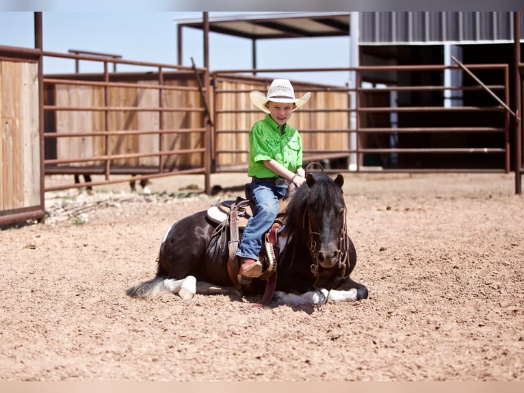 American Quarter Horse Castrone 9 Anni 102 cm Tobiano-tutti i colori in Amarillo TX