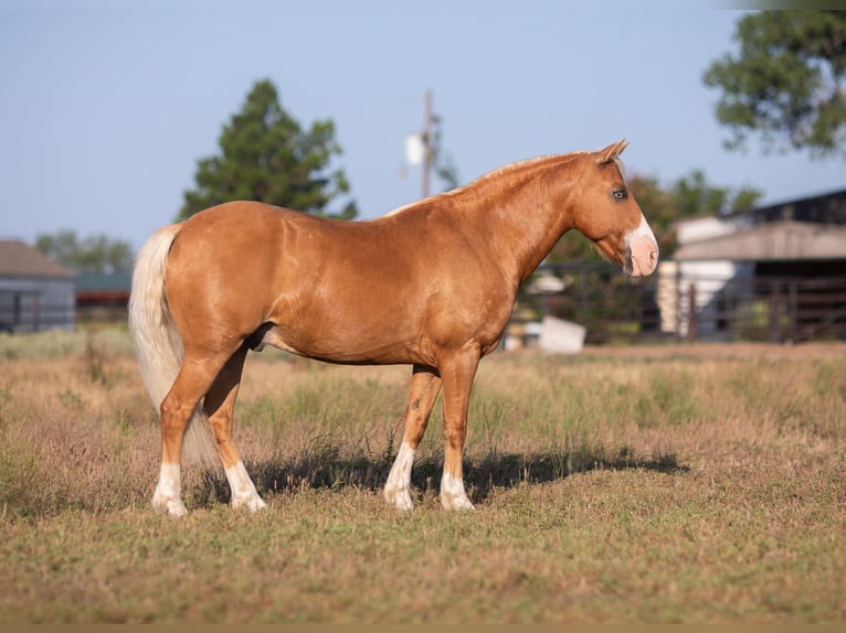 American Quarter Horse Castrone 9 Anni 124 cm Palomino in Weatherford TX