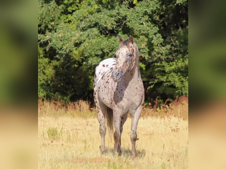 American Quarter Horse Castrone 9 Anni 127 cm Sauro ciliegia in Pilot Point TX