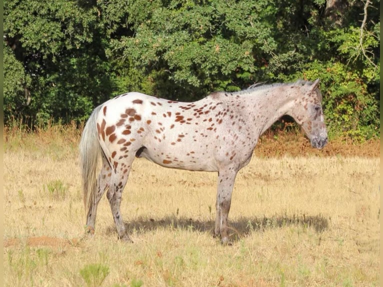 American Quarter Horse Castrone 9 Anni 127 cm Sauro ciliegia in Pilot Point TX