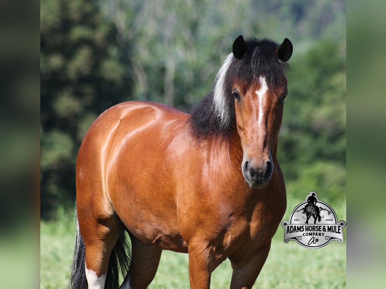 American Quarter Horse Castrone 9 Anni 127 cm Tobiano-tutti i colori in Gladstone, NJ
