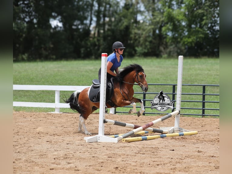 American Quarter Horse Castrone 9 Anni 127 cm Tobiano-tutti i colori in Gladstone, NJ