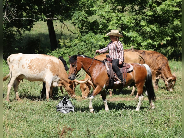 American Quarter Horse Castrone 9 Anni 127 cm Tobiano-tutti i colori in Gladstone, NJ