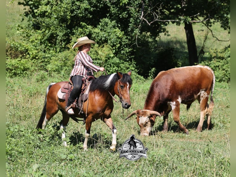 American Quarter Horse Castrone 9 Anni 127 cm Tobiano-tutti i colori in Gladstone, NJ