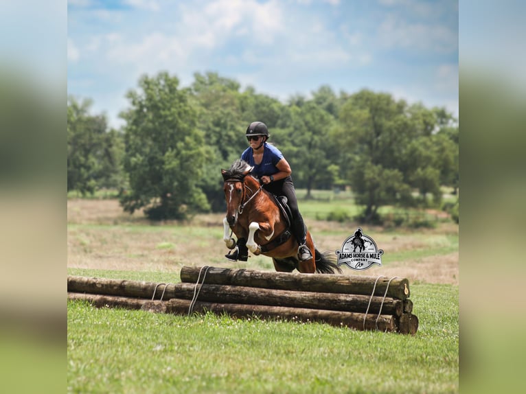 American Quarter Horse Castrone 9 Anni 127 cm Tobiano-tutti i colori in Gladstone, NJ