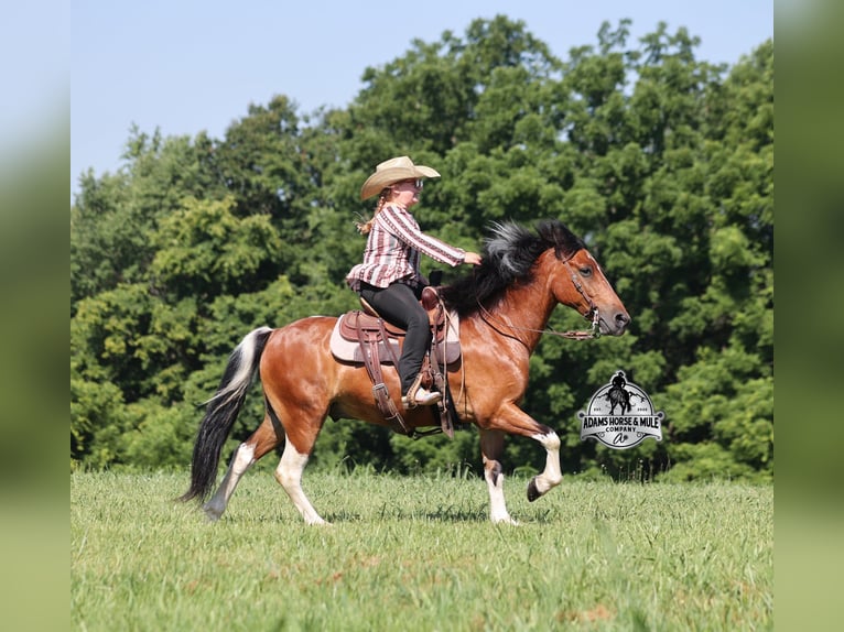 American Quarter Horse Castrone 9 Anni 127 cm Tobiano-tutti i colori in Gladstone, NJ