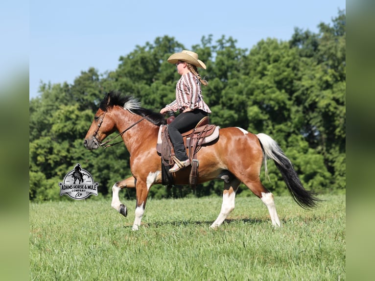 American Quarter Horse Castrone 9 Anni 127 cm Tobiano-tutti i colori in Gladstone, NJ