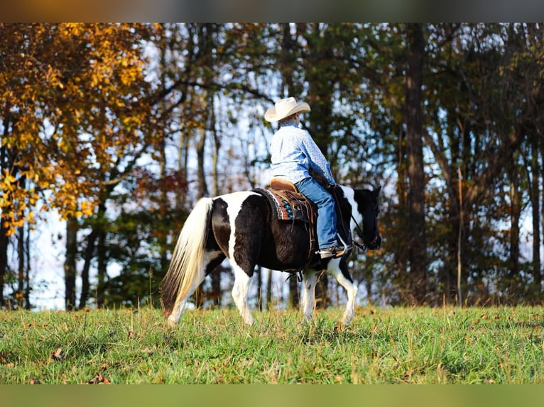 American Quarter Horse Castrone 9 Anni 127 cm Tobiano-tutti i colori in Santa Fe, TN