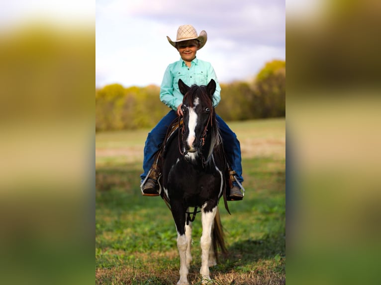 American Quarter Horse Castrone 9 Anni 127 cm Tobiano-tutti i colori in Santa Fe, TN