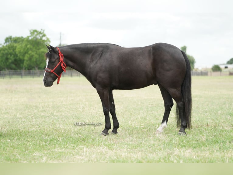 American Quarter Horse Castrone 9 Anni 132 cm Morello in Weatherford tx