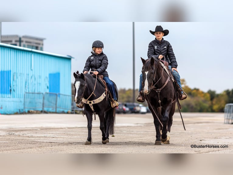 American Quarter Horse Castrone 9 Anni 132 cm Morello in Weatherford tx