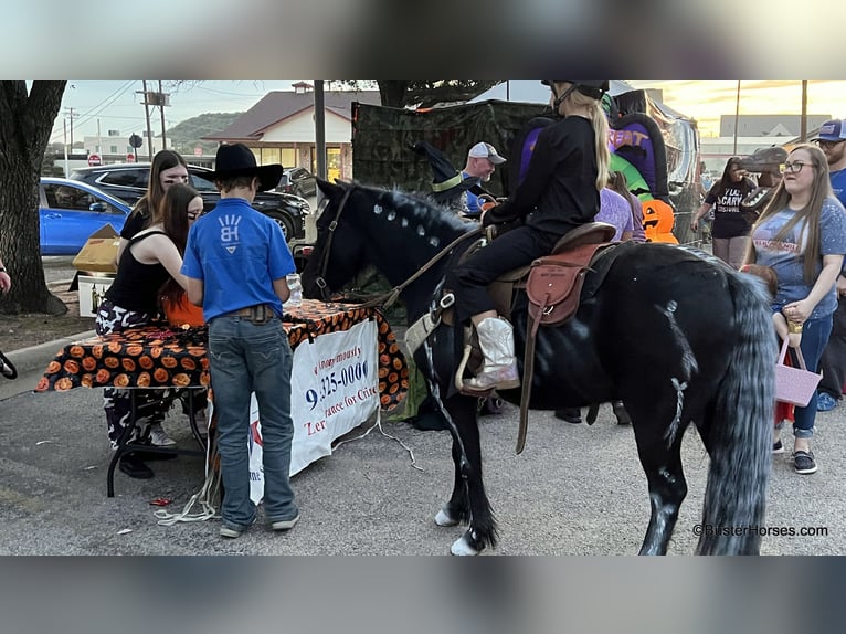 American Quarter Horse Castrone 9 Anni 132 cm Morello in Weatherford tx