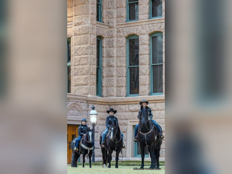 American Quarter Horse Castrone 9 Anni 132 cm Morello in Weatherford tx