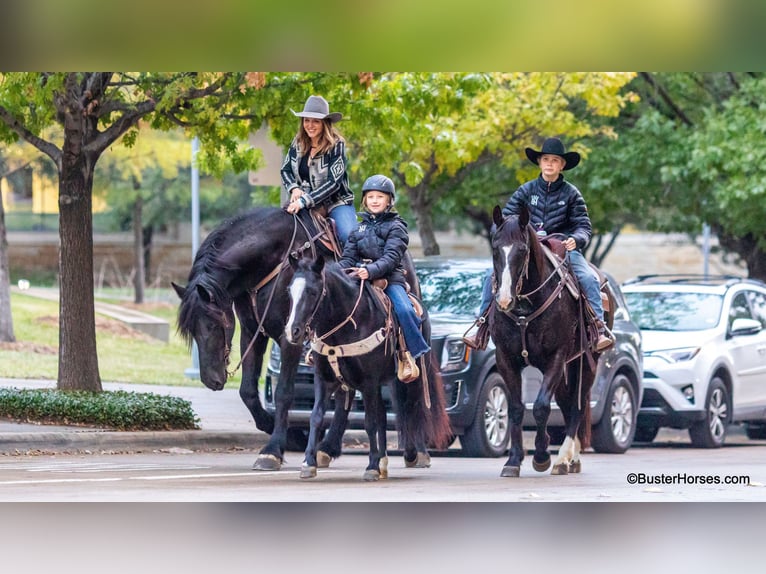 American Quarter Horse Castrone 9 Anni 132 cm Morello in Weatherford tx