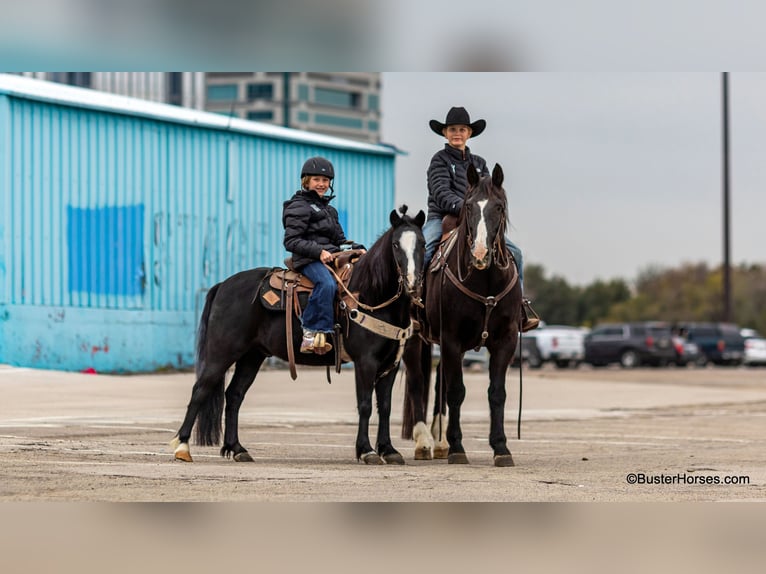 American Quarter Horse Castrone 9 Anni 132 cm Morello in Weatherford tx