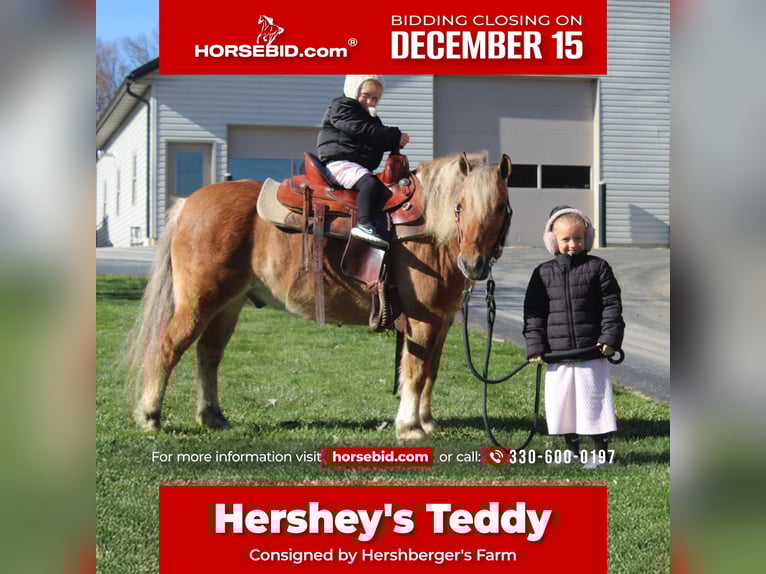 American Quarter Horse Mix Castrone 9 Anni 132 cm Pelle di daino in Millersburg