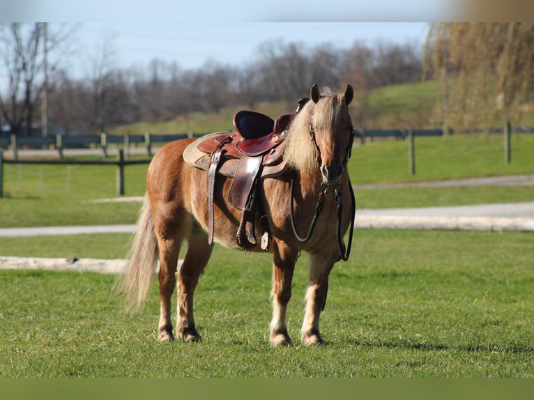 American Quarter Horse Mix Castrone 9 Anni 132 cm Pelle di daino in Millersburg