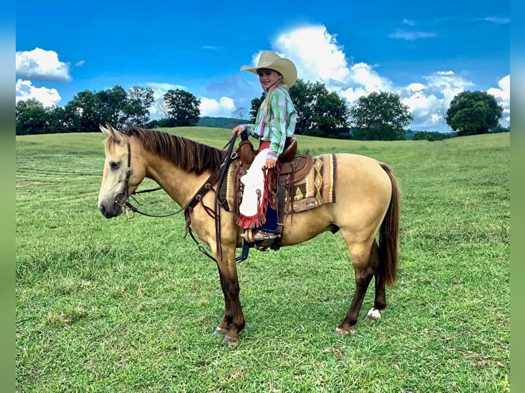 American Quarter Horse Castrone 9 Anni 132 cm Pelle di daino in Huntland Tn