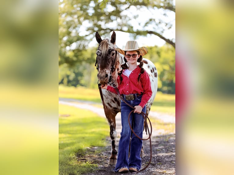 American Quarter Horse Castrone 9 Anni 135 cm Sauro scuro in Mt Hope Al