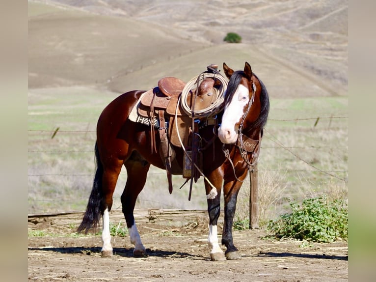 American Quarter Horse Castrone 9 Anni 137 cm Baio ciliegia in Paicines CA