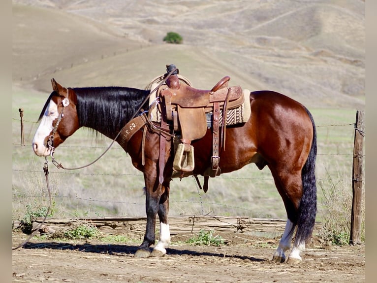 American Quarter Horse Castrone 9 Anni 137 cm Baio ciliegia in Paicines CA