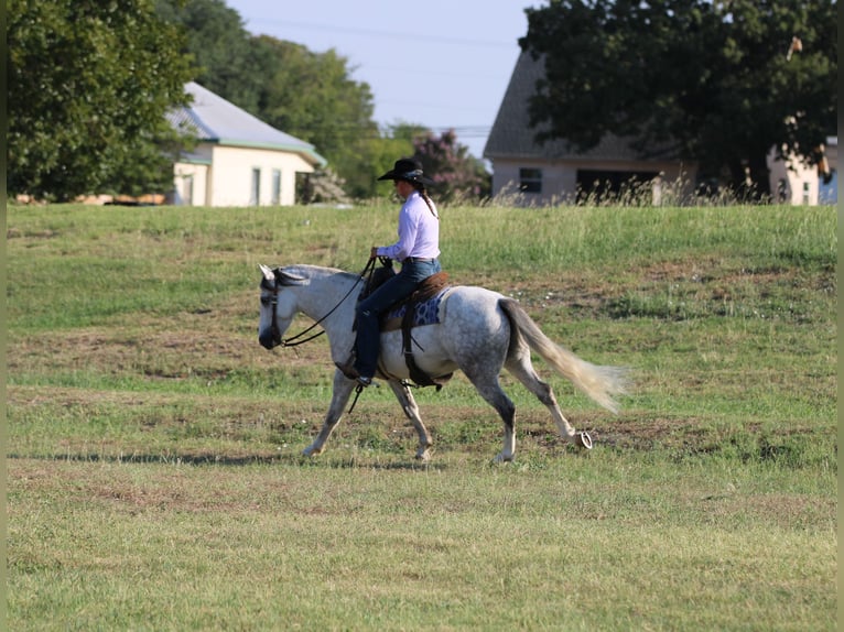 American Quarter Horse Castrone 9 Anni 137 cm Grigio in Stephenville, TX