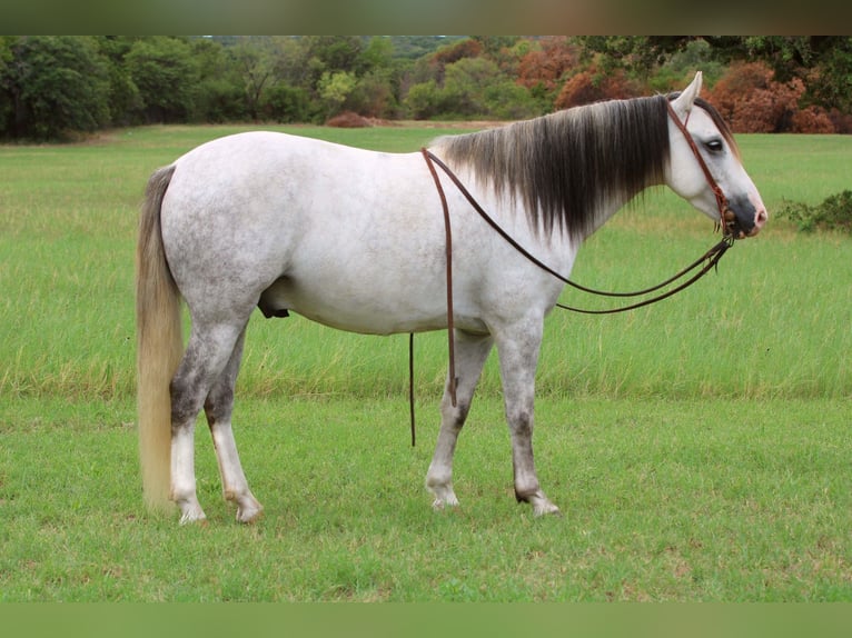 American Quarter Horse Castrone 9 Anni 137 cm Grigio in Stephenville, TX