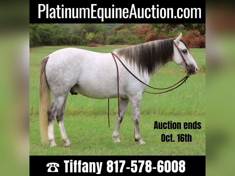 American Quarter Horse Castrone 9 Anni 137 cm Grigio in Stephenville, TX