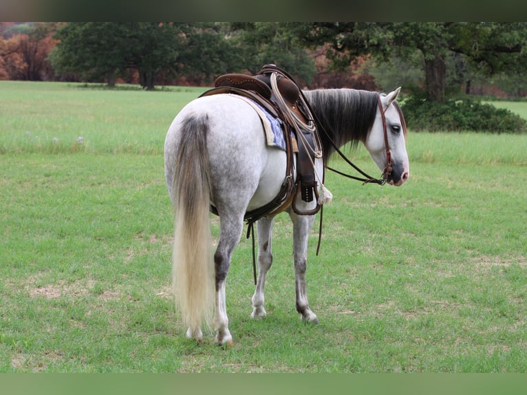 American Quarter Horse Castrone 9 Anni 137 cm Grigio in Stephenville, TX