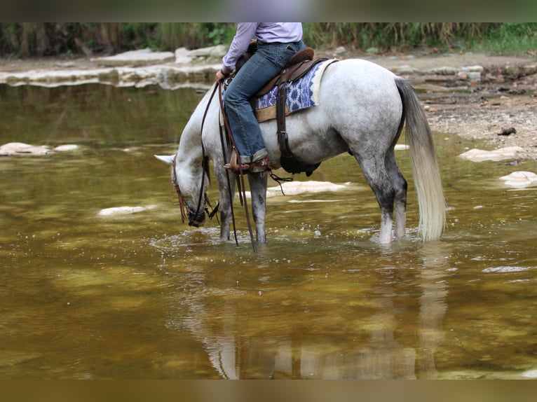 American Quarter Horse Castrone 9 Anni 137 cm Grigio in Stephenville, TX