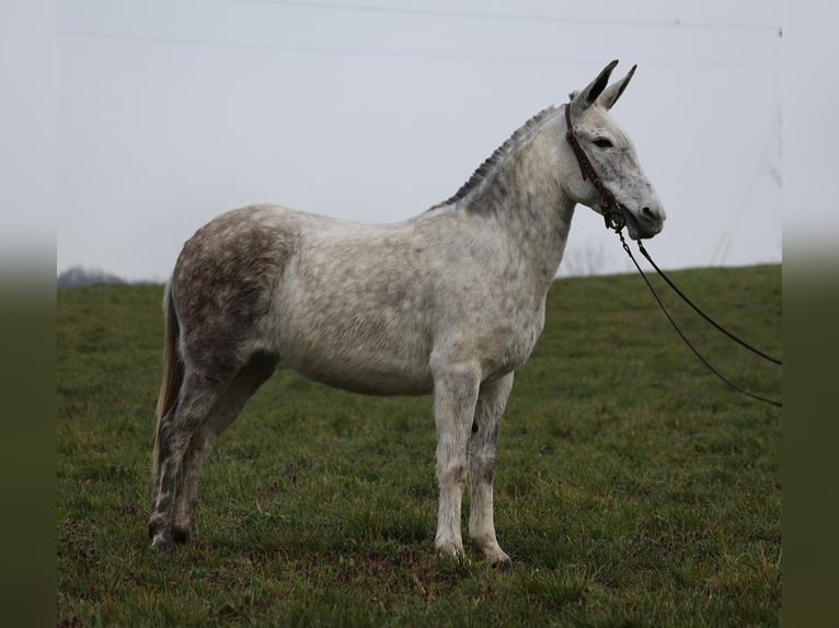 American Quarter Horse Castrone 9 Anni 137 cm Grigio pezzato in Whitley City KY