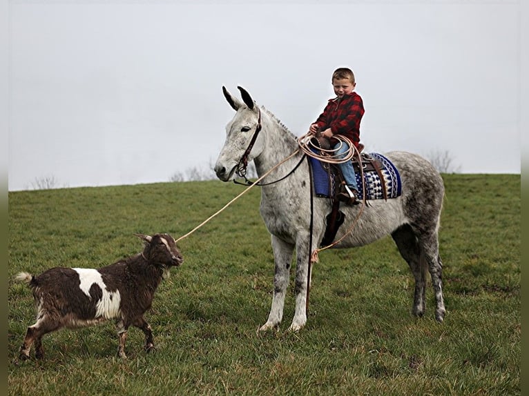 American Quarter Horse Castrone 9 Anni 137 cm Grigio pezzato in Whitley City KY