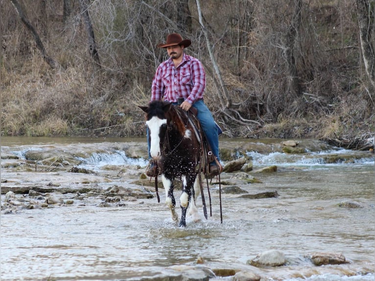 American Quarter Horse Castrone 9 Anni 137 cm Morello in Sephenville TX