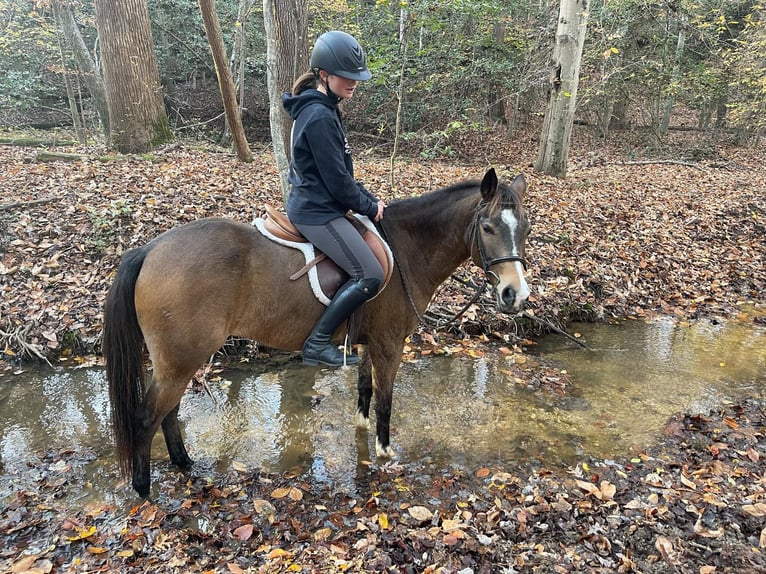 American Quarter Horse Mix Castrone 9 Anni 137 cm Pelle di daino in Sandston, VA