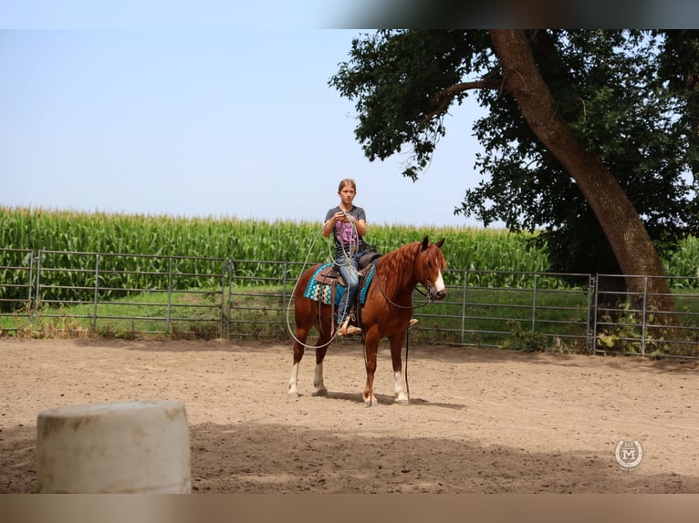 American Quarter Horse Castrone 9 Anni 137 cm Sauro scuro in Windom MN