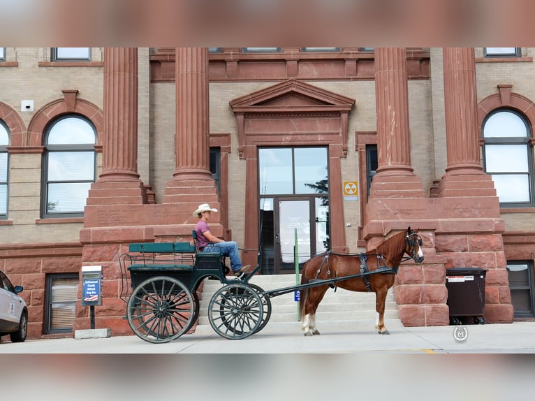 American Quarter Horse Castrone 9 Anni 137 cm Sauro scuro in Windom MN