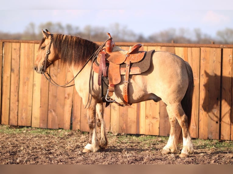 American Quarter Horse Castrone 9 Anni 140 cm Falbo in Stephenville TX