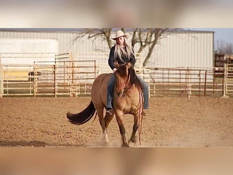 American Quarter Horse Castrone 9 Anni 140 cm Falbo in Stephenville TX