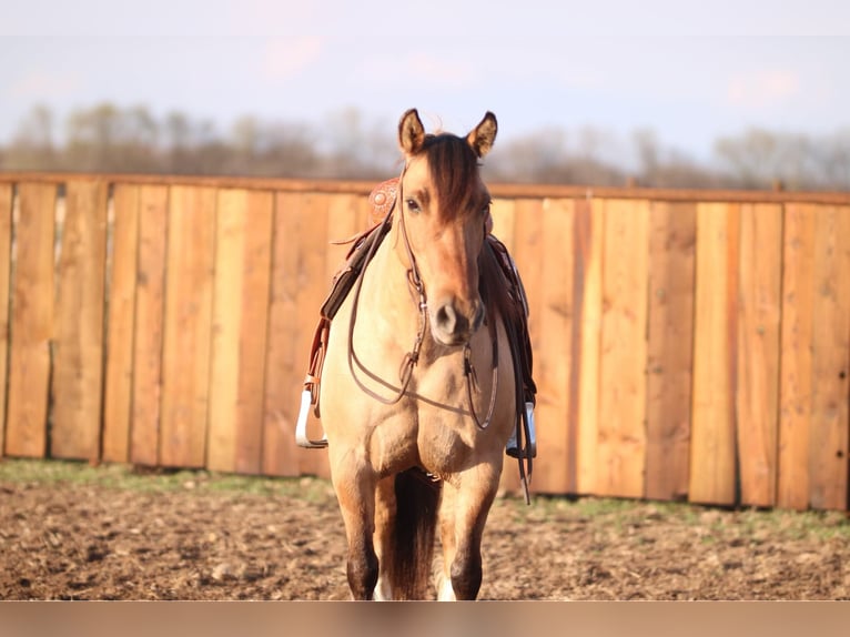 American Quarter Horse Castrone 9 Anni 140 cm Falbo in Stephenville TX