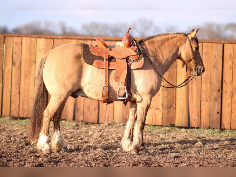 American Quarter Horse Castrone 9 Anni 140 cm Falbo in Stephenville TX