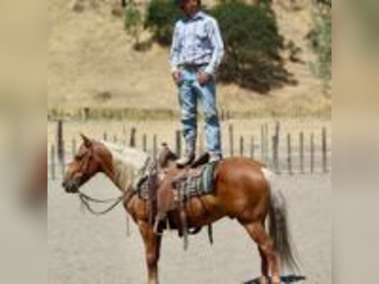American Quarter Horse Castrone 9 Anni 140 cm Palomino in Afton WY