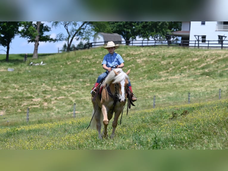 American Quarter Horse Castrone 9 Anni 140 cm Sauro ciliegia in Millersburg OH