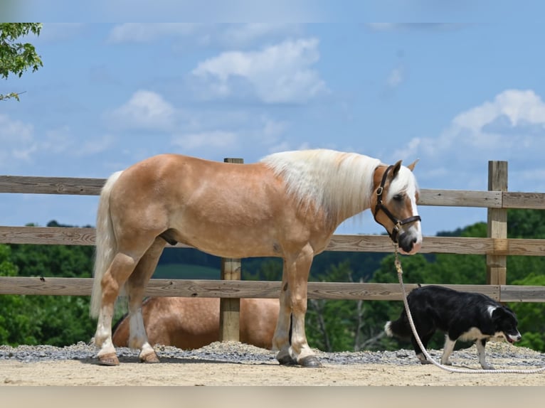 American Quarter Horse Castrone 9 Anni 140 cm Sauro ciliegia in Millersburg OH