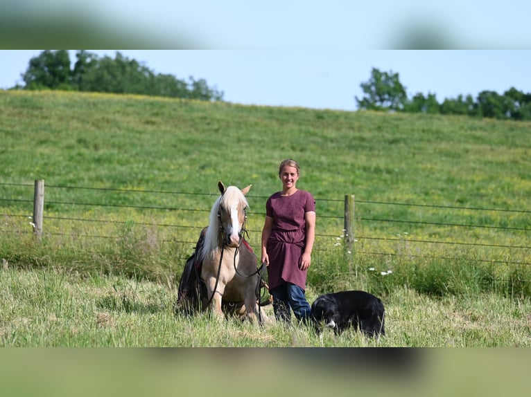 American Quarter Horse Castrone 9 Anni 140 cm Sauro ciliegia in Millersburg OH