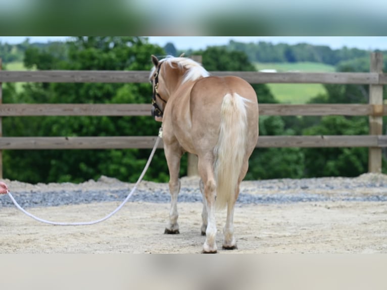 American Quarter Horse Castrone 9 Anni 140 cm Sauro ciliegia in Millersburg OH